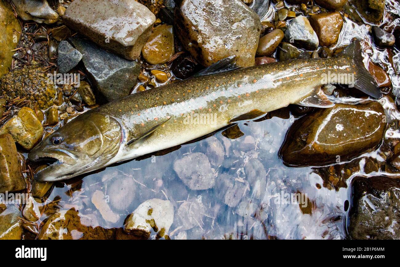A bull trout caught on the upper stretch of the East Fork of Rock Creek in Granite County, in the western Rocky Mountains of Montana. Stock Photo