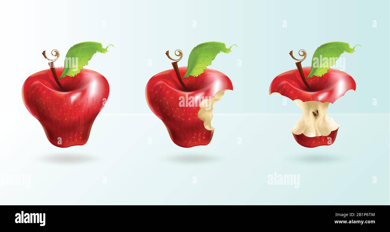 The illustration shows a red apple in three forms: whole, bitten, stump. Realistic art. Stock Vector
