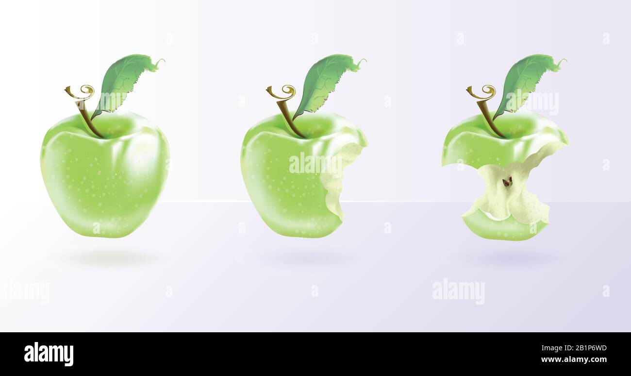 The illustration shows a green apple in three forms whole, bitten, stump. Realistic art Stock Vector