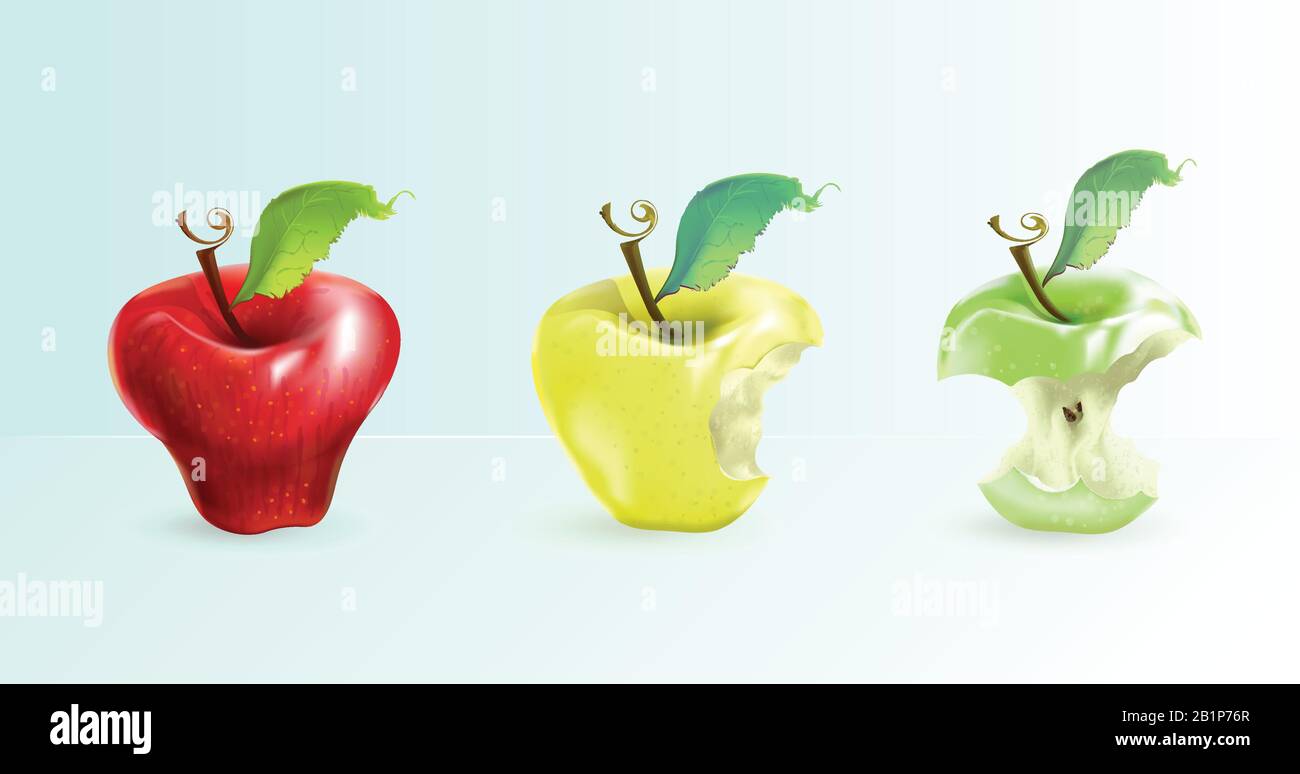 The illustration shows an apple in three forms whole, bitten, stump. Realistic art. Stock Vector
