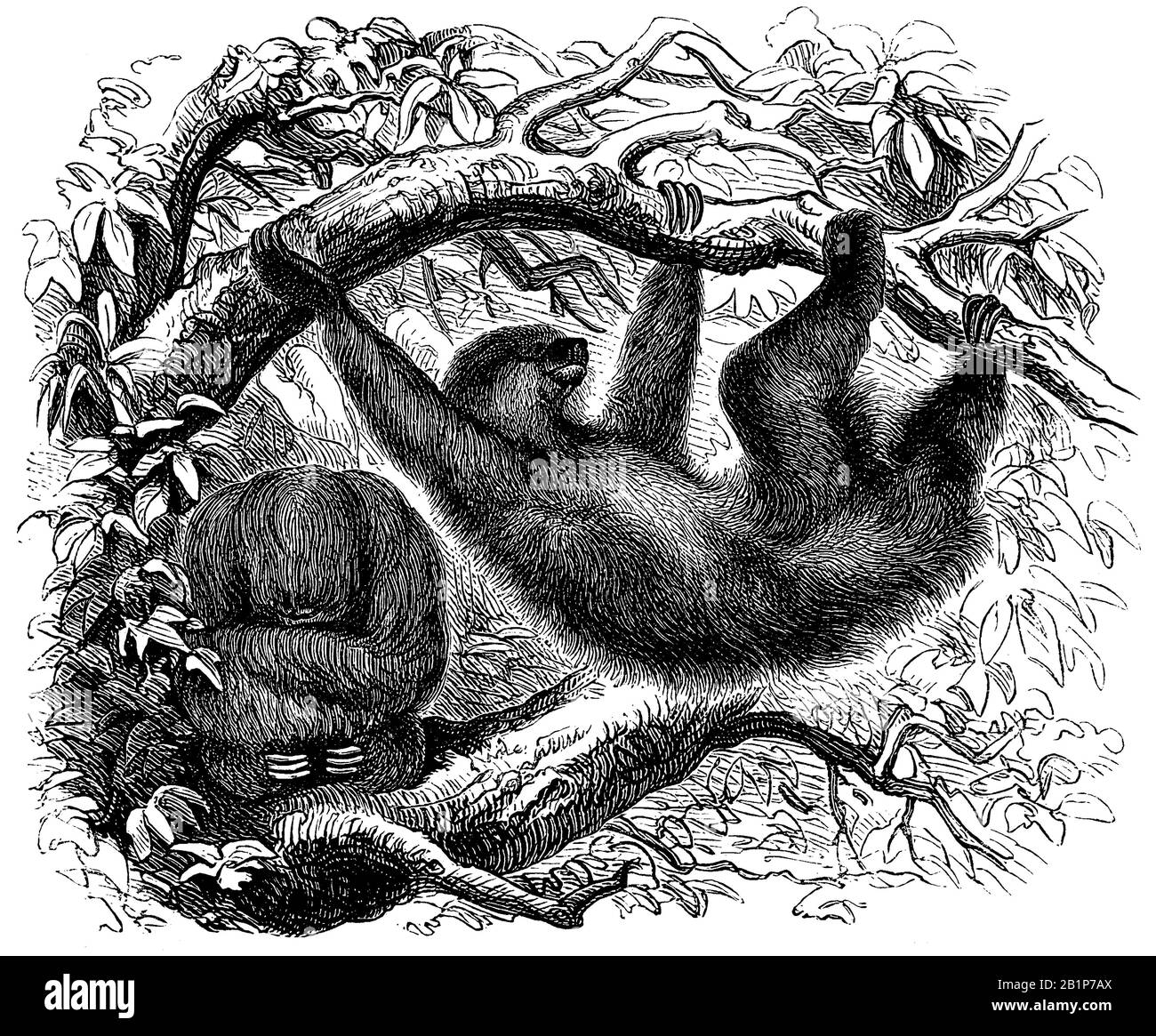 pale-throated sloth, Bradypus tridactulus, J* S* (natural history book, 1899) Stock Photo