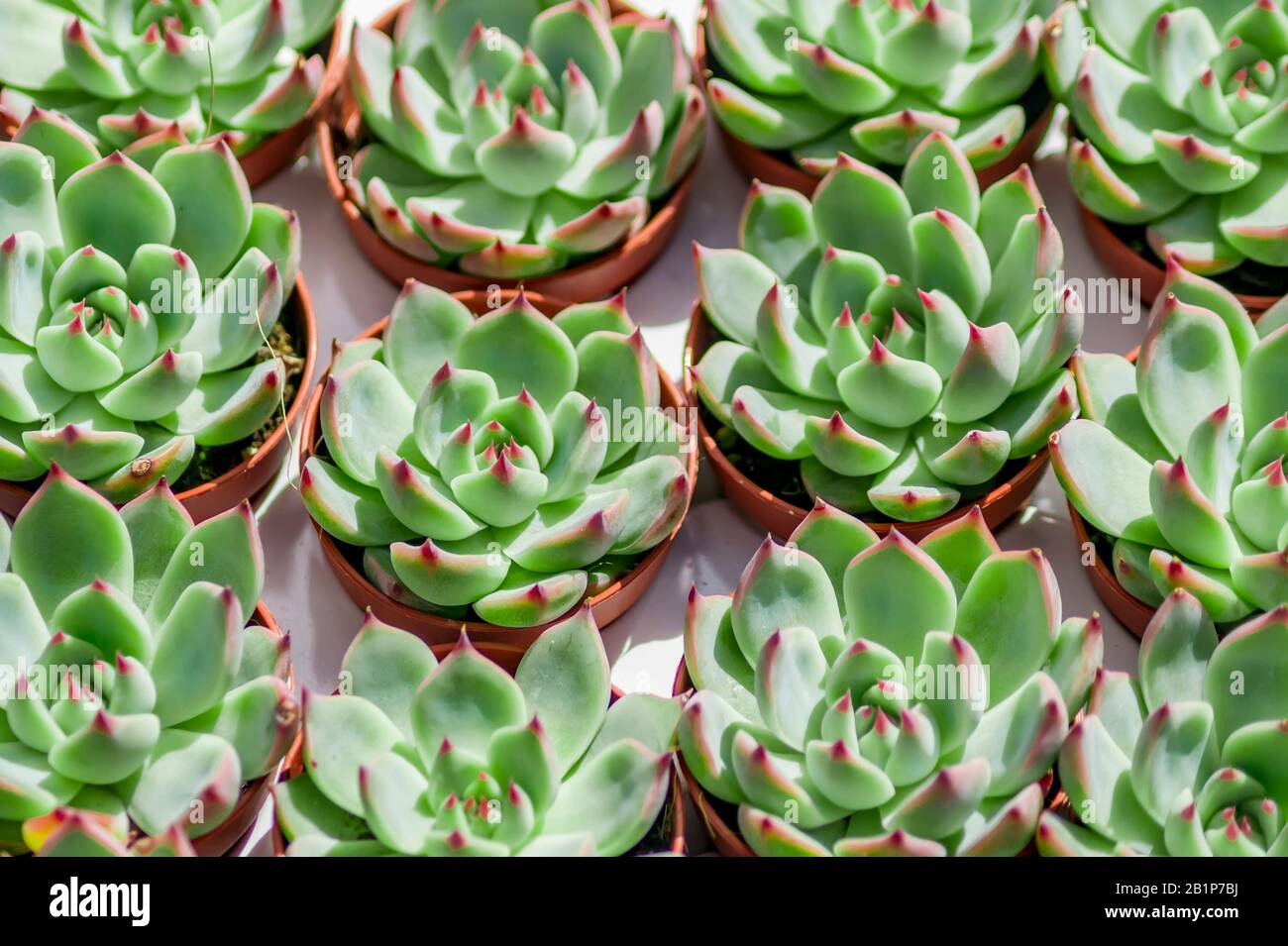 succulent in pot background Stock Photo - Alamy