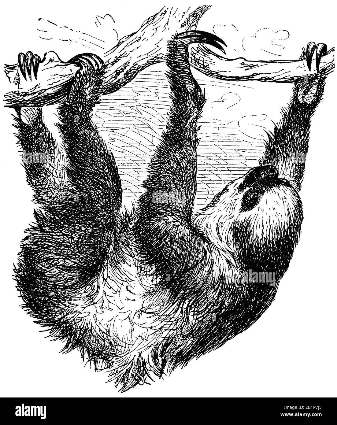 Linnaeus's two-toed sloth (Choloepus didactylus), southern two-toed sloth, unau, or Linne's two-toed sloth, Choloepus didactylus, anonym (zoology book, 1882) Stock Photo