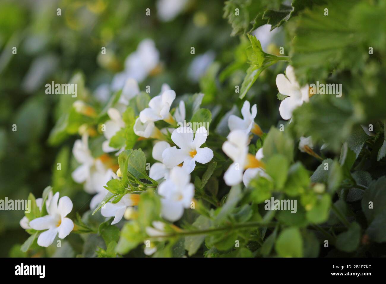 Bacopa monnieri, herb Bacopa is a medicinal herb used in Ayurveda, also known as 'Brahmi', a herbal memory . Stock Photo