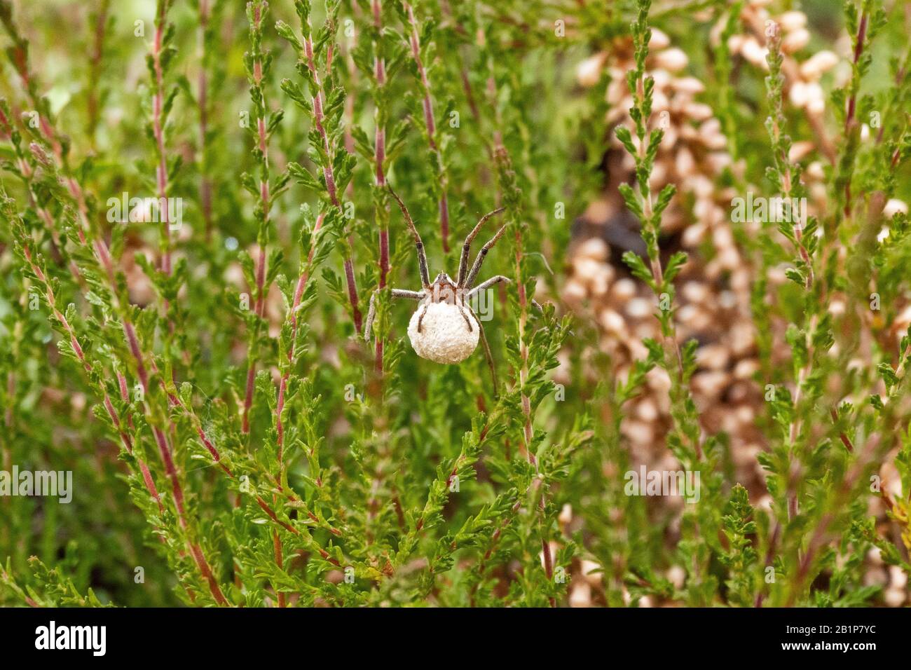 Big white spider hi res stock photography and images Alamy Big white spider hi res stock photography and images Alamy