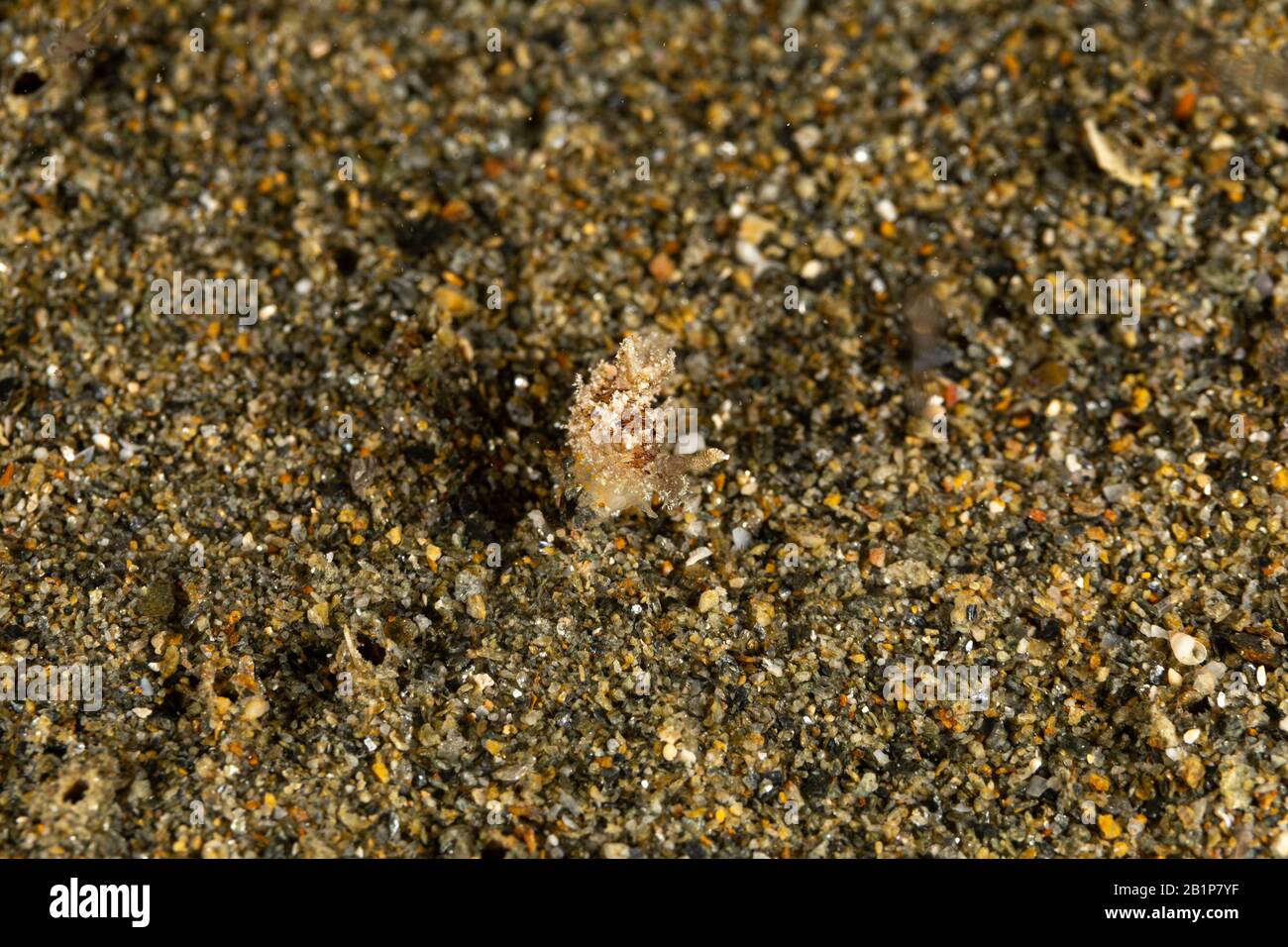 The most beautiful underwater snails of the Indian and Pacific Ocean Stock Photo