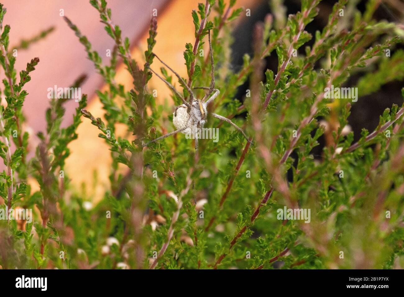 Big white spider hi res stock photography and images Alamy Big white spider hi res stock photography and images Alamy