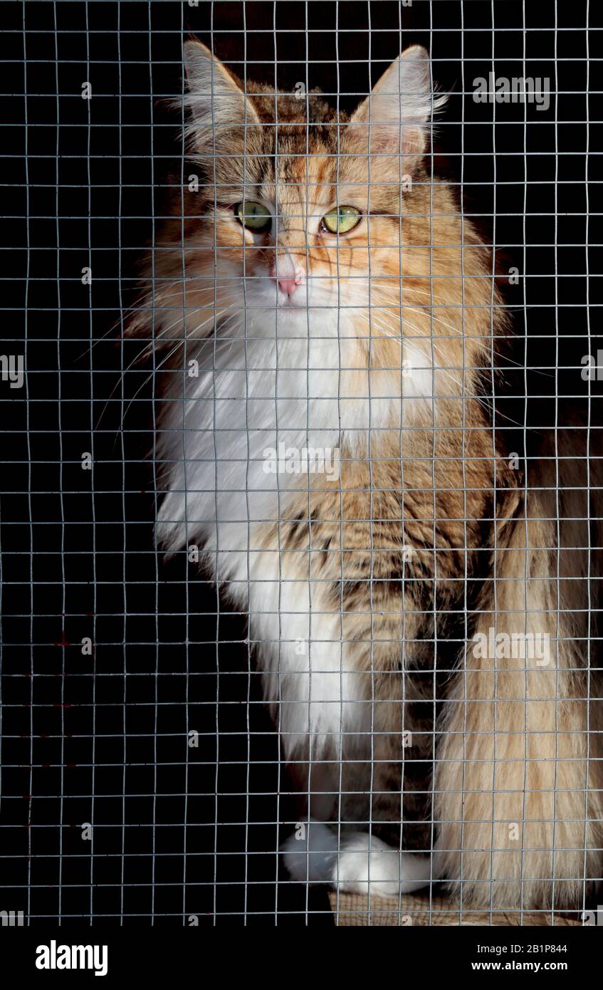 A sweet norwegian forest cat female sitting in her cat run looking out Stock Photo