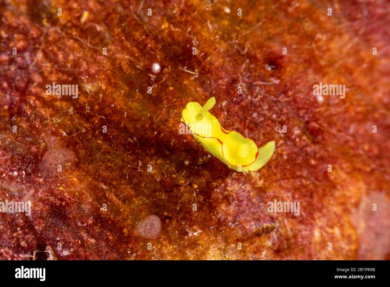 The most beautiful underwater snails of the Indian and Pacific Ocean