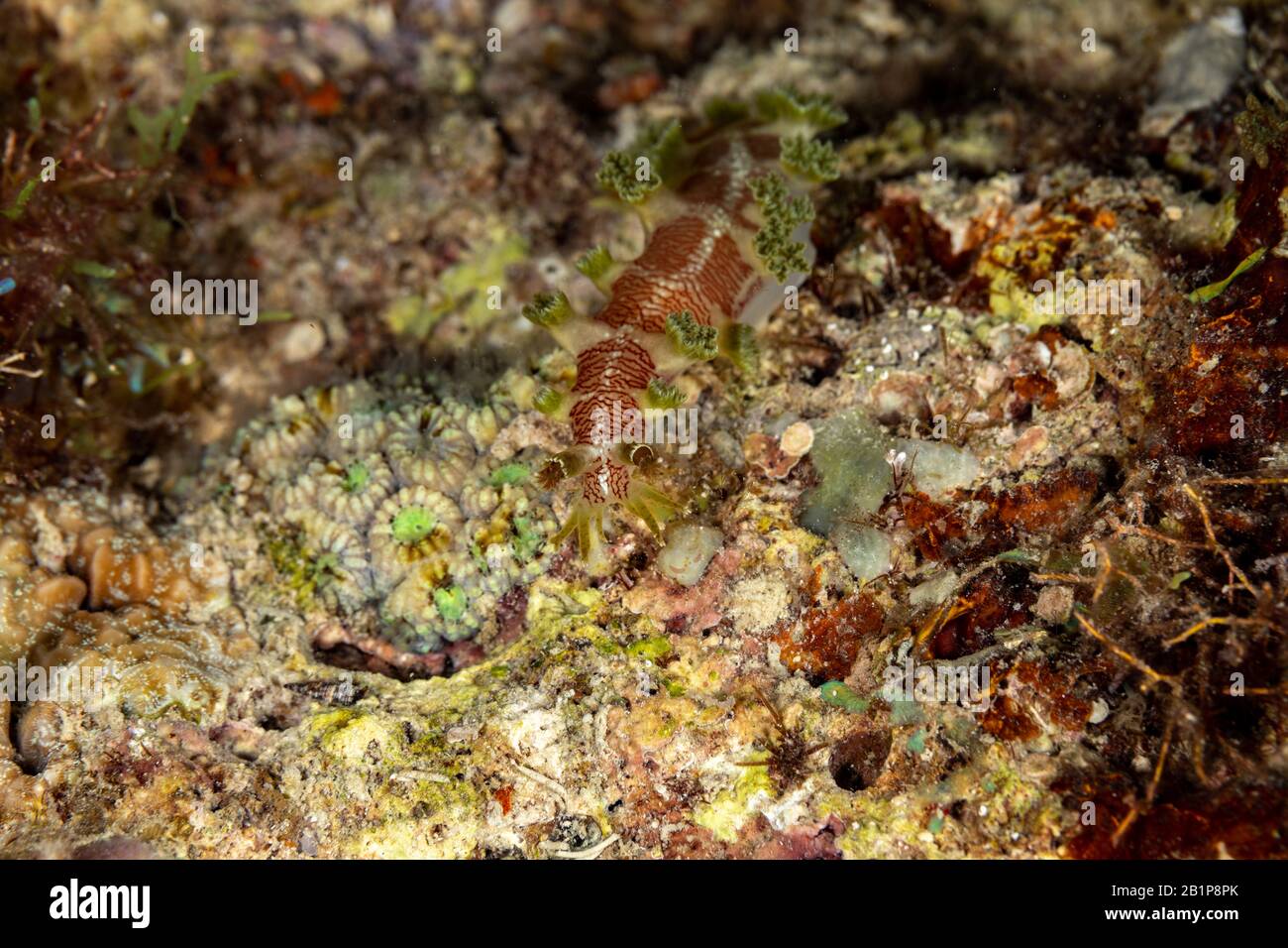 The most beautiful underwater snails of the Indian and Pacific Ocean