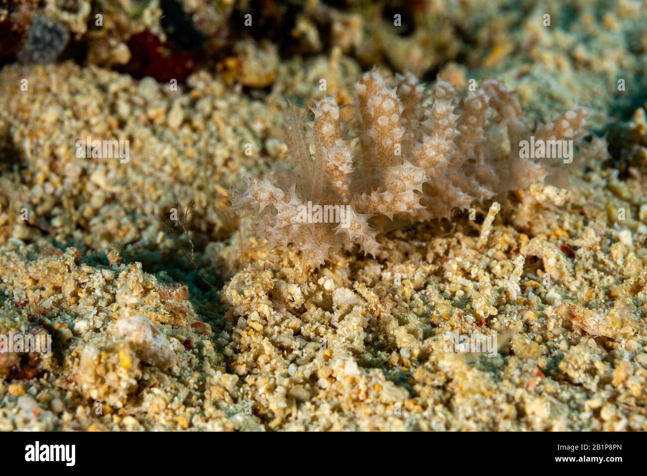 The most beautiful underwater snails of the Indian and Pacific Ocean