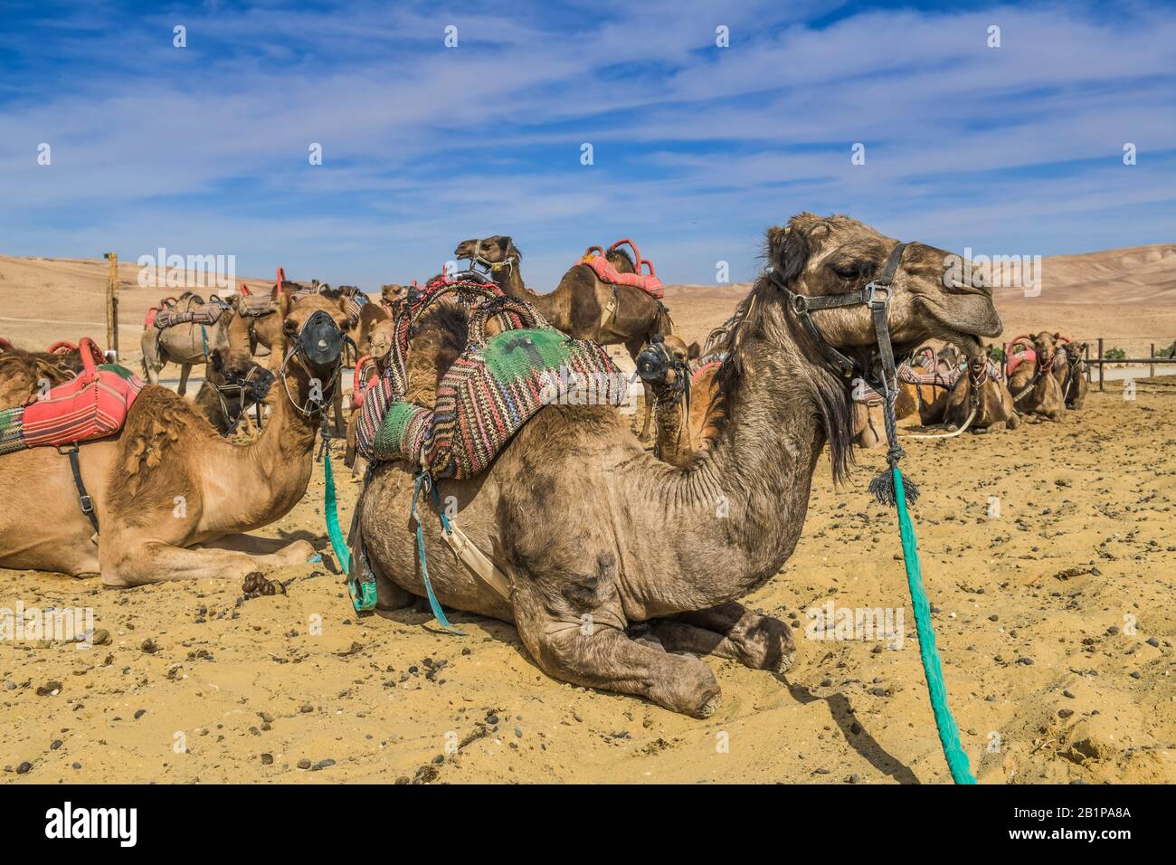 Kamele als Reittiere rasten in der Negev-Wüste, Israel Stock Photo