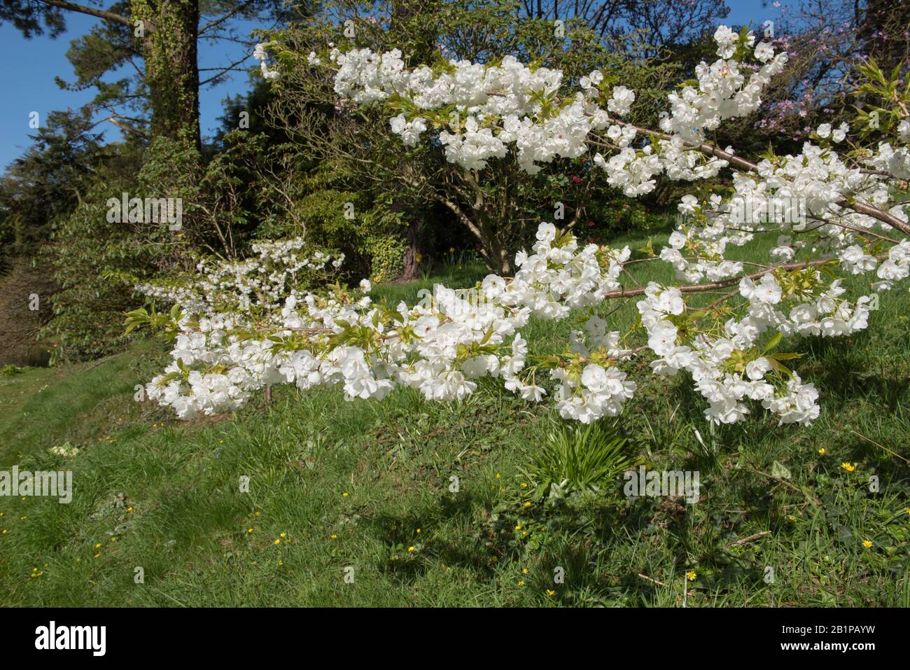 Spring Blossom of the Mount Fuji Cherry Tree (Prunus shirotae) in a Woodland Garden in Rural Devon, England, UK Stock Photo