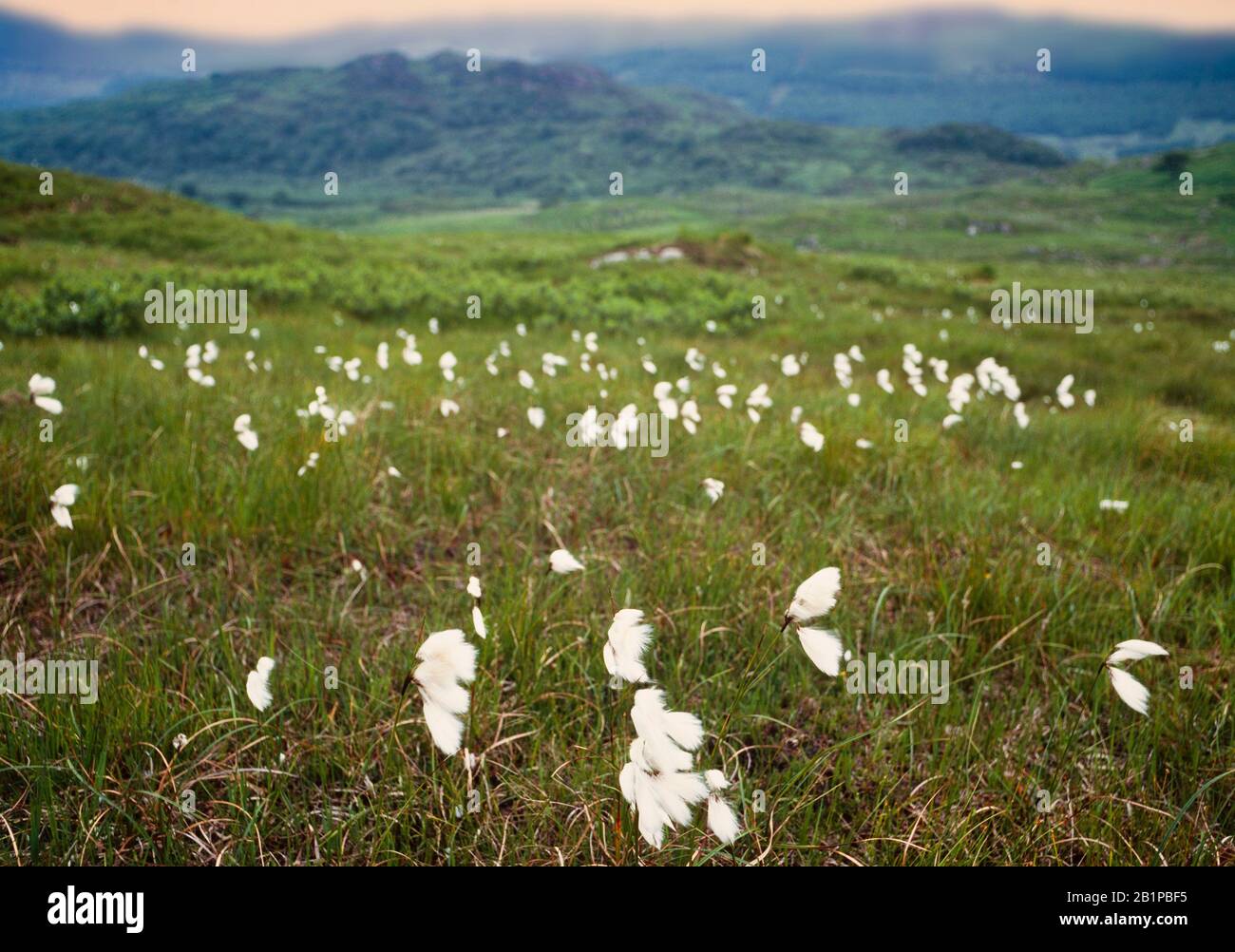 Common Cottongrass, Eriophorum angustifolium sedge growing on wet heaths and bogs, Western Scotland, UK. Stock Photo