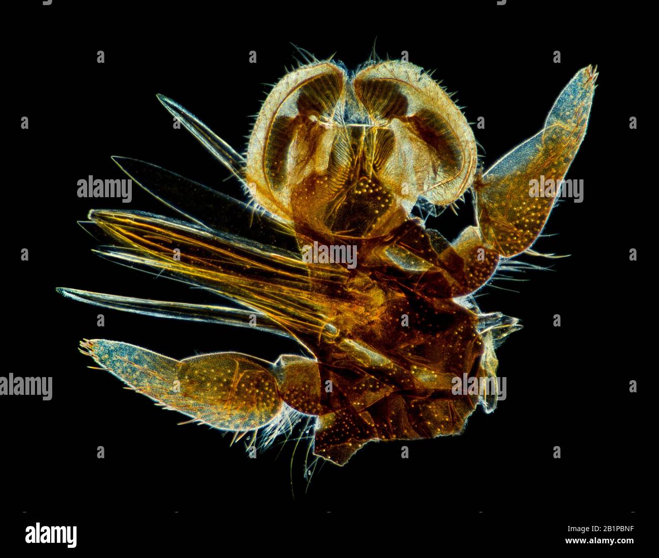 Tabanus sp. biting horsefly mouth parts Stock Photo