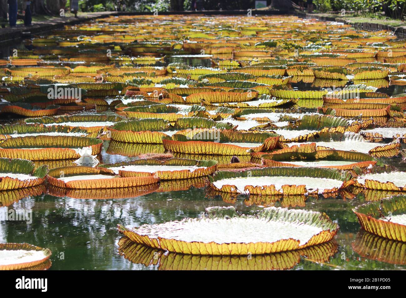 Sir Seewoosagur Ramgoolam Botanical Garden, Pamplemousses, Mauritius Stock Photo