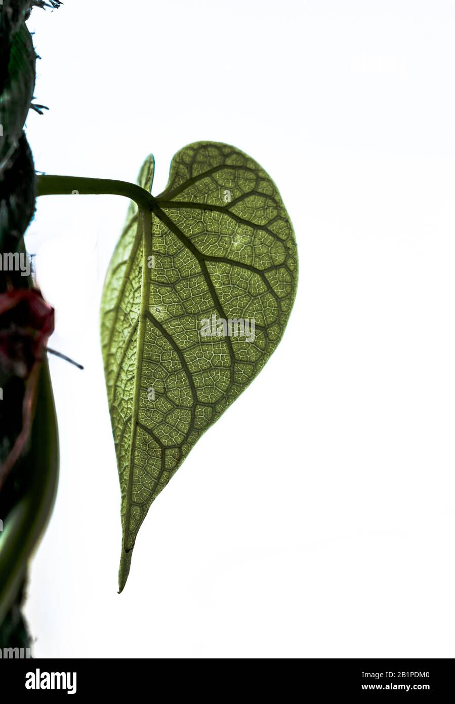 Beautiful detailed photo of fresh leaf of ayurvedic giloya plant, with visible skeleton of lateral veins and division from midrib. Botany Image. Stock Photo