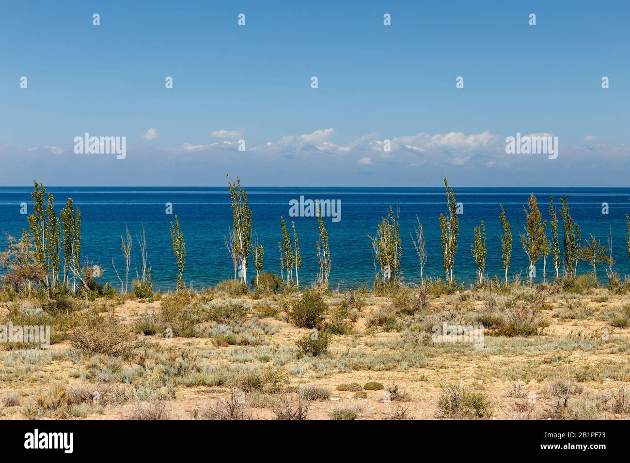Lake Issyk-kul, Kyrgyzstan, the largest lake in Kyrgyzstan, young poplar trees ashore Stock Photo