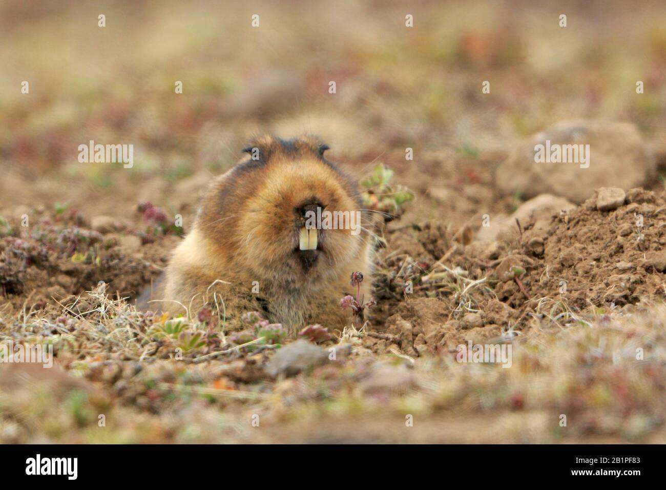 Giant mole rat hi-res stock photography and images - Alamy