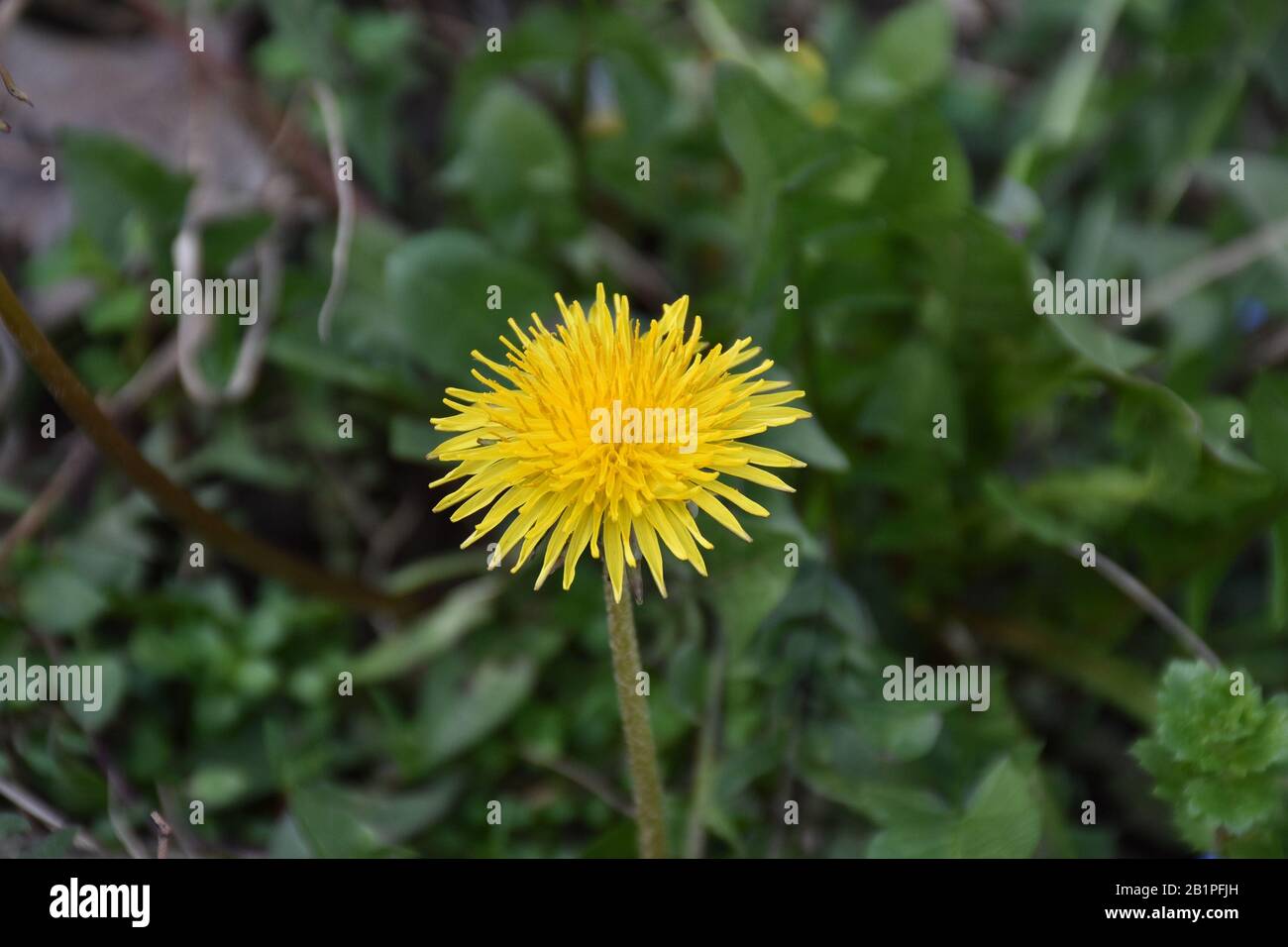 Long thin petals hires stock photography and images Alamy