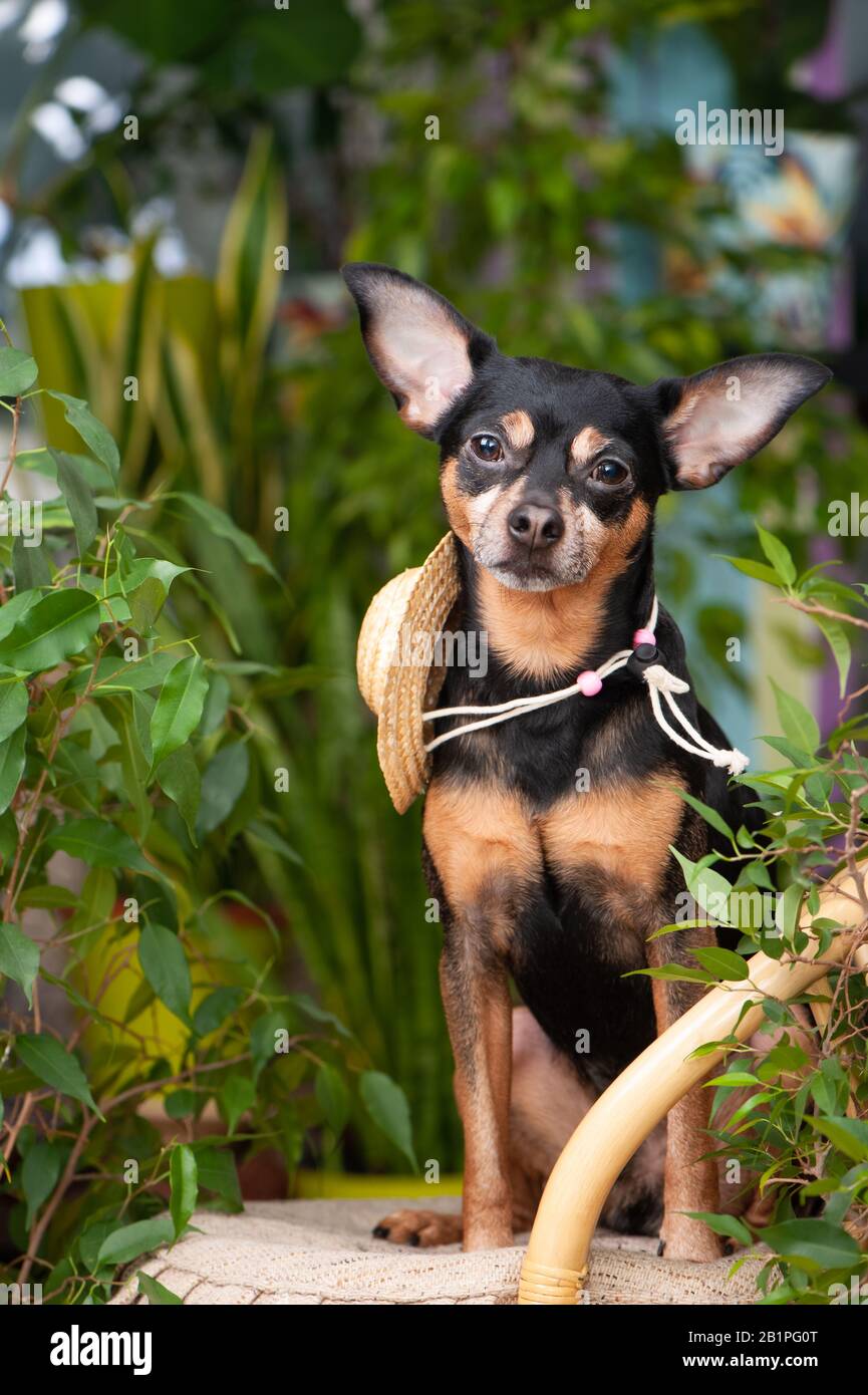 Dog in the home garden with a straw hat. Assistant Farmer Concept Stock Photo