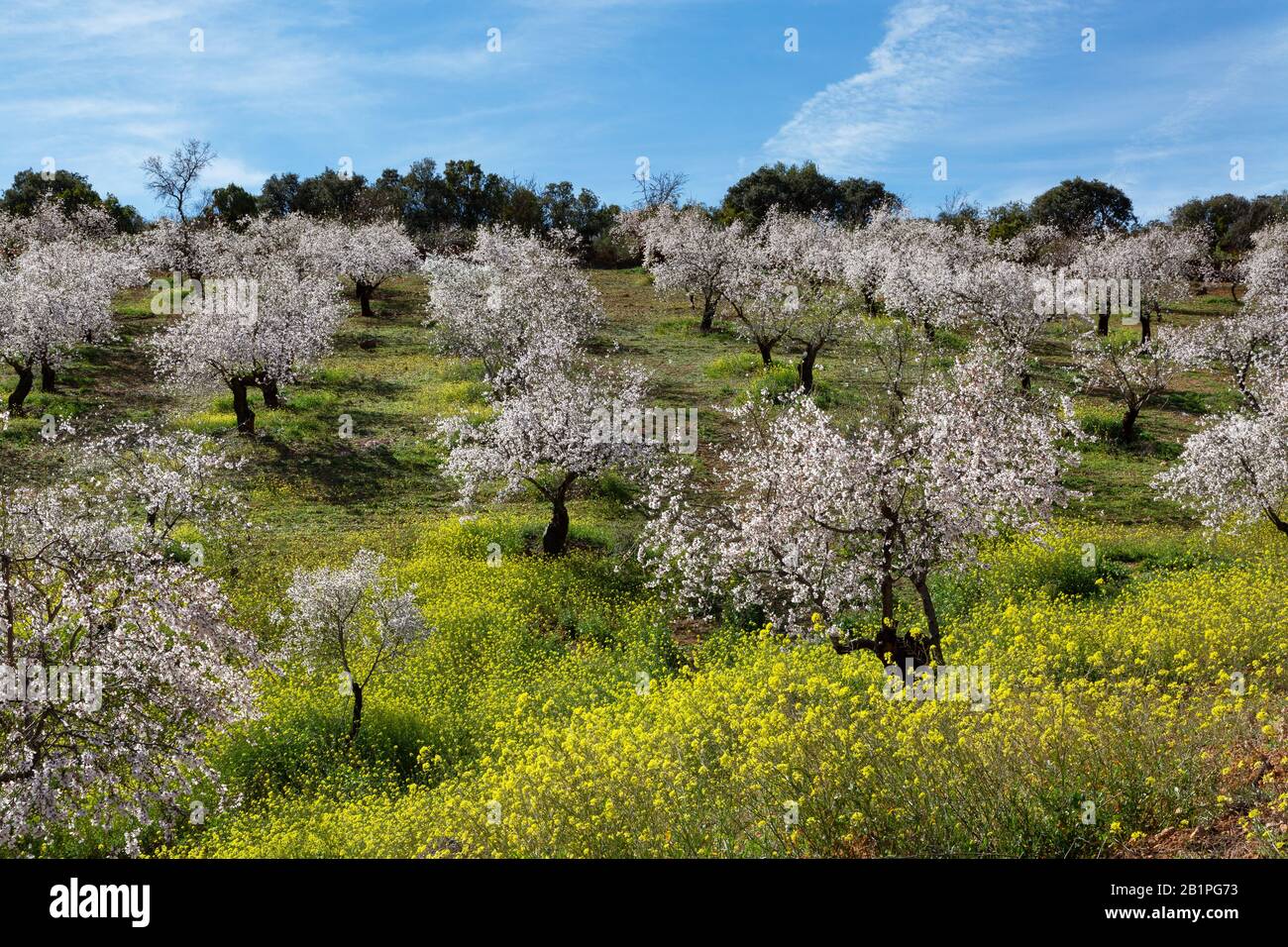 Wonderous tree hi-res stock photography and images - Alamy