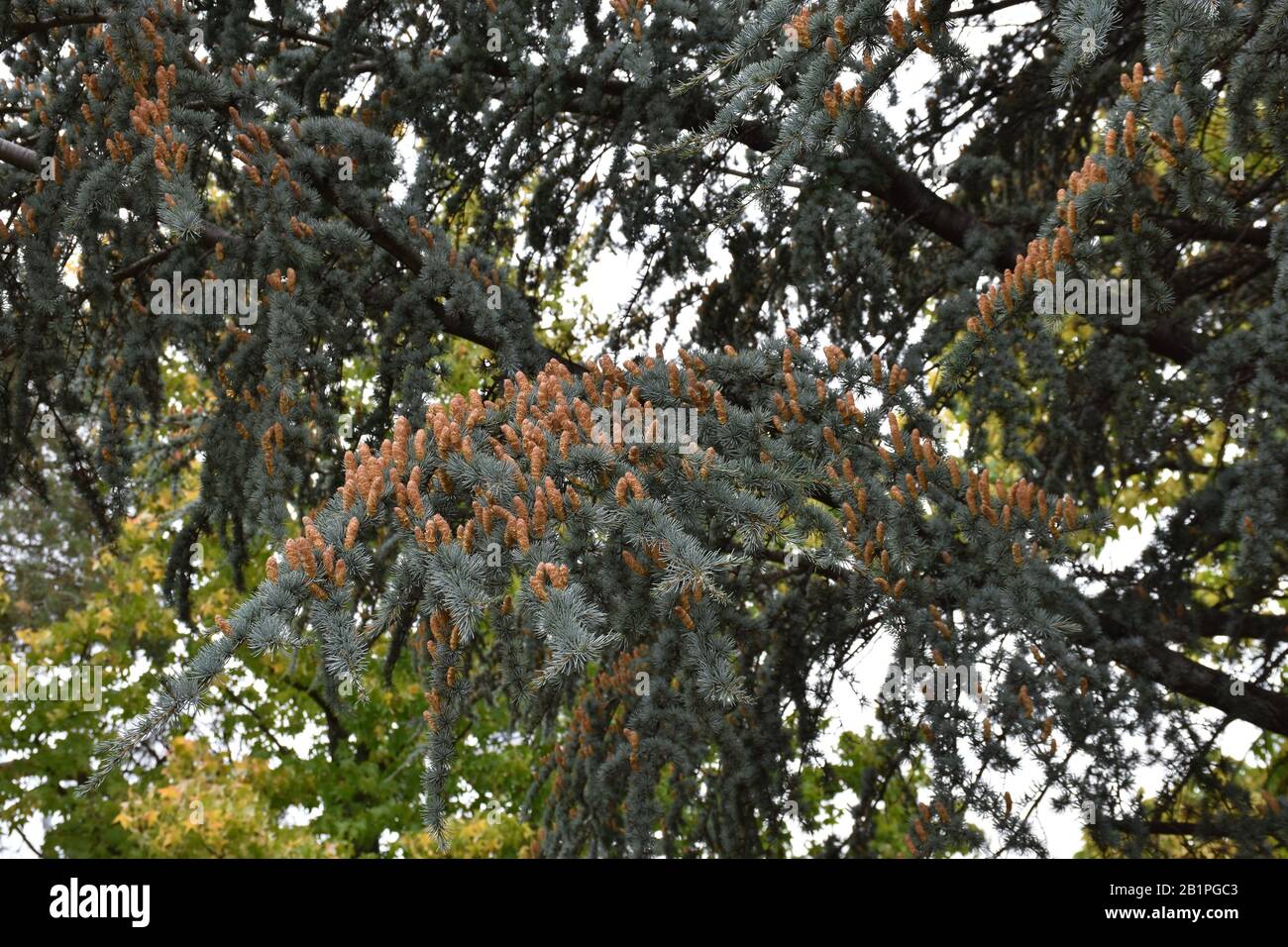 Plenty of cones on the branches of an evergreen tree Stock Photo