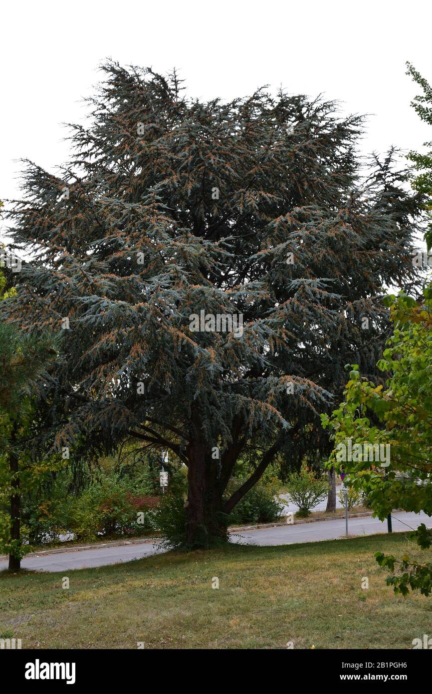 A large, perennial and lush conifer tree with cones above the road Stock Photo