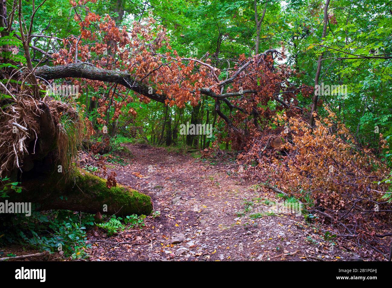 Sentiero natura hi-res stock photography and images - Alamy