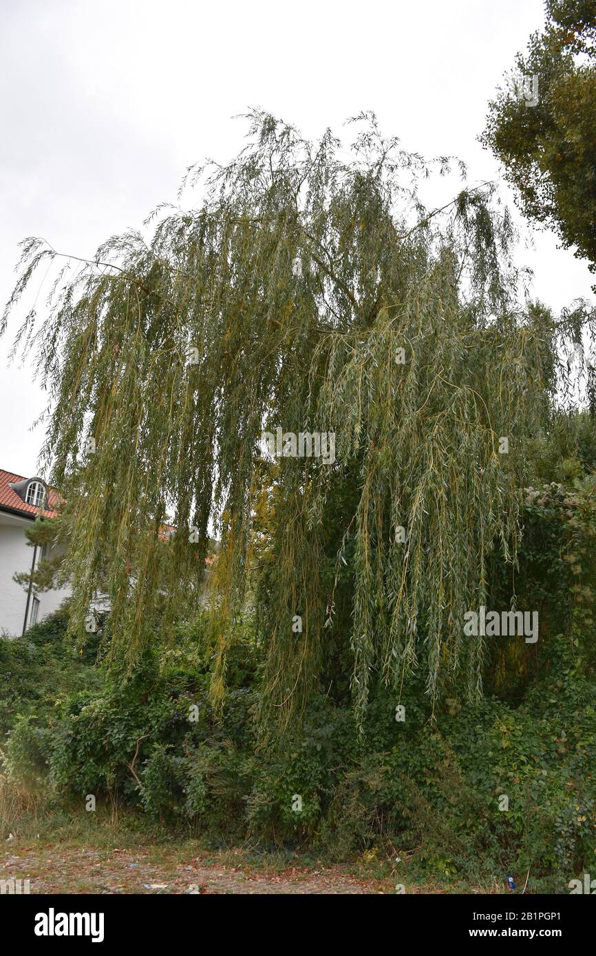 A large tree of mourning willow surrounded by wild messy shrubs Stock
