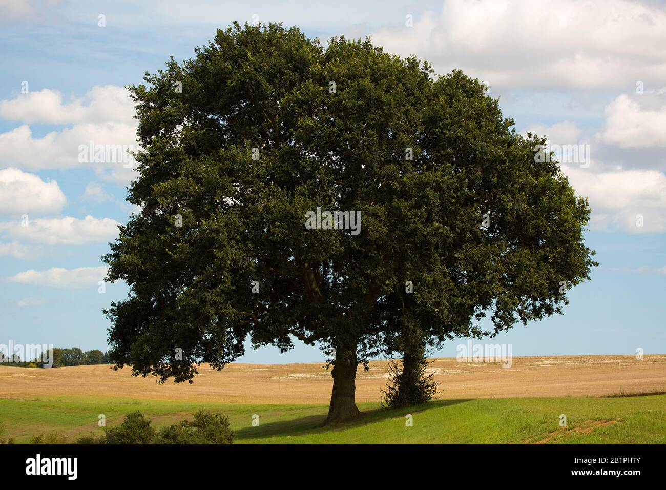 Two oak trees on a hillside with a cornfield in the background Stock Photo