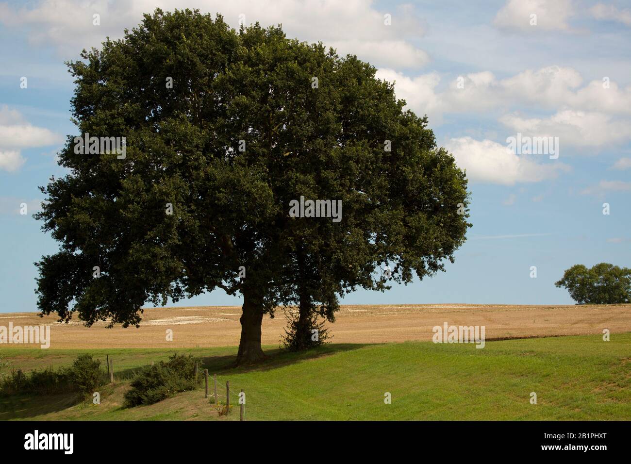 two oak trees in a summer field Stock Photo