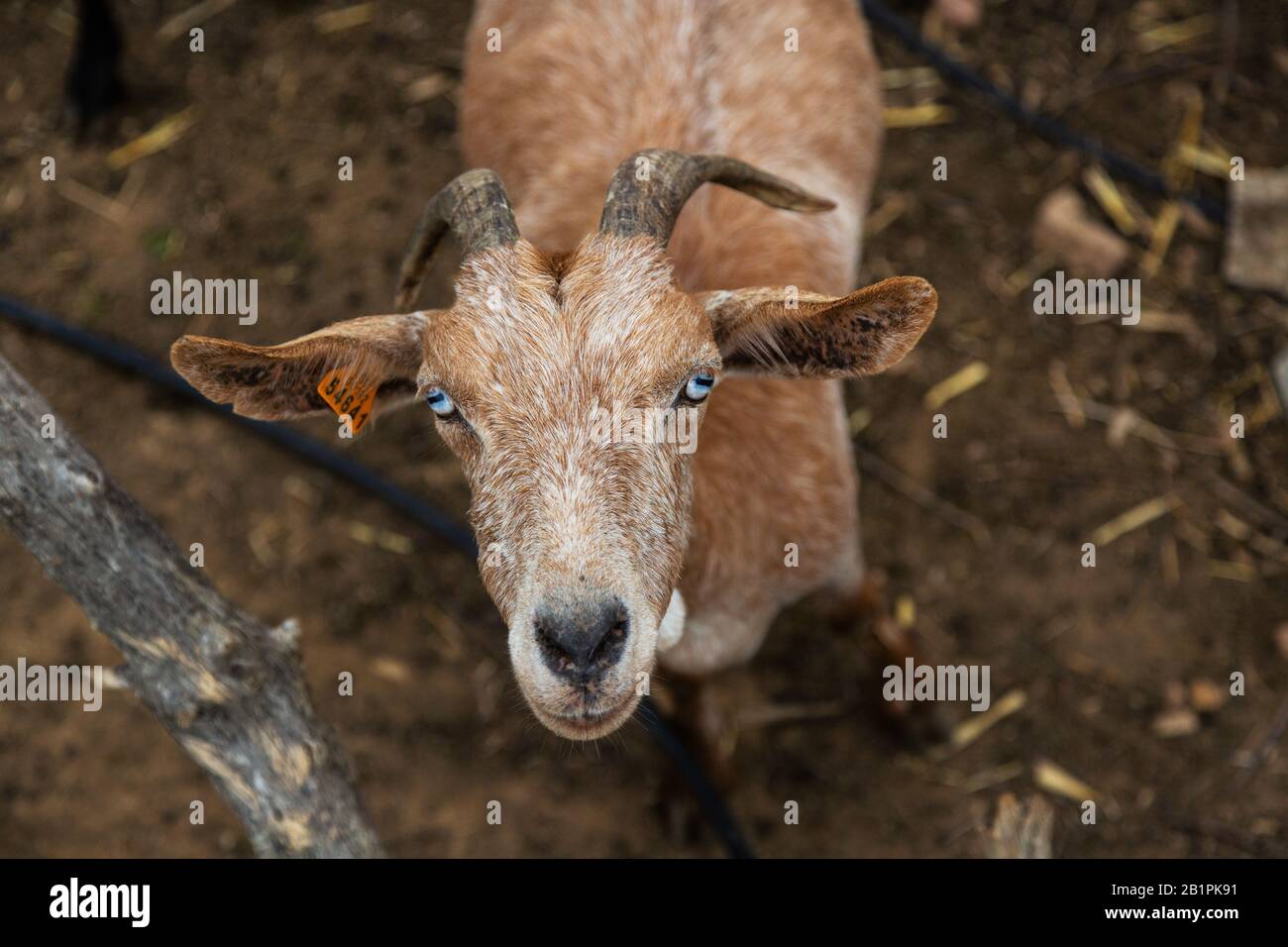 An inquisitive goat in Andalusia, Spain Stock Photo