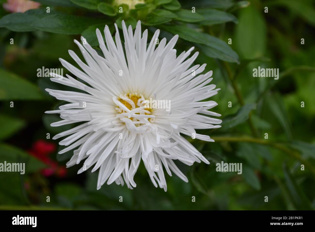 Autumn flowers. A flower bed. White aster Horizontal Stock Photo