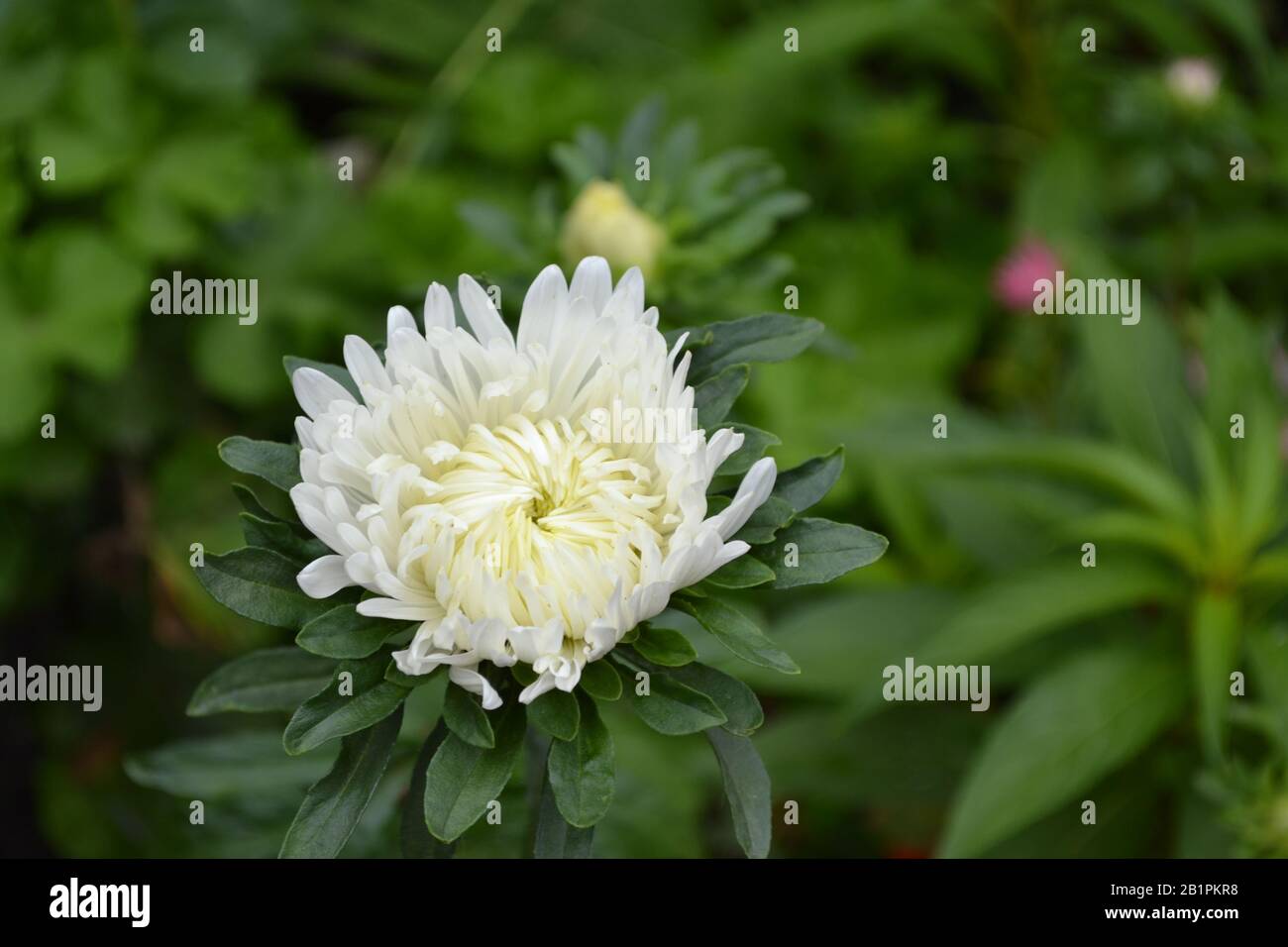 Autumn flowers. A flower bed. White aster. Horizontal photo Stock Photo