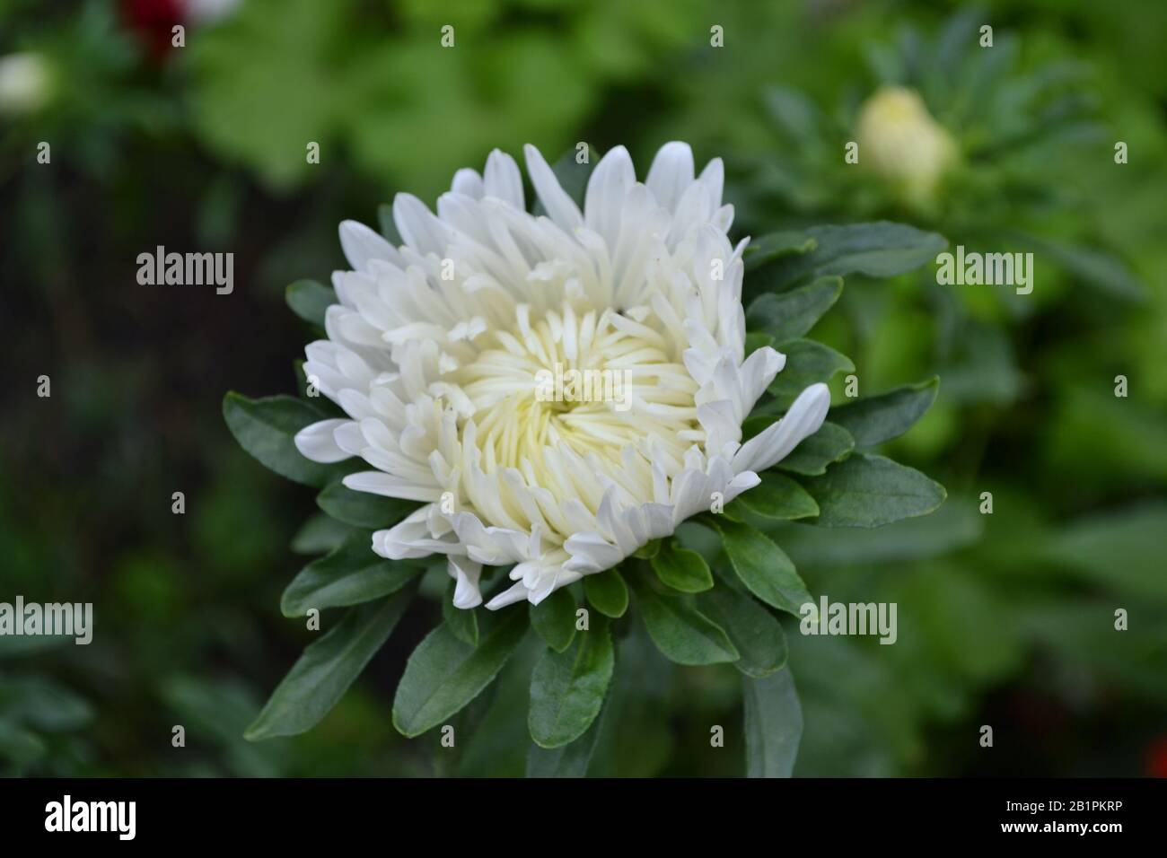Autumn flowers. A flower bed. White aster. Flower Horizontal Stock Photo