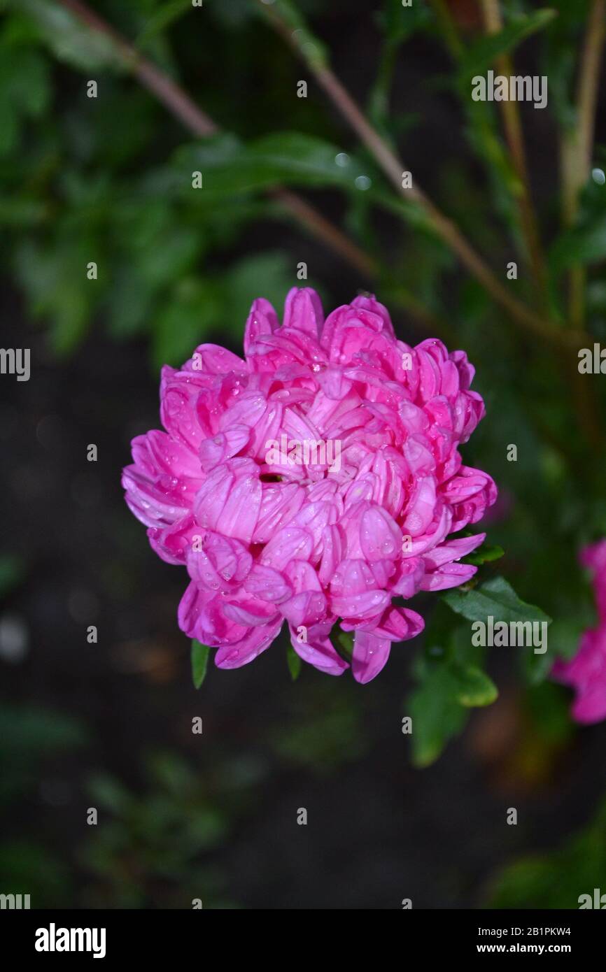 Summer days. Autumn flowers. A flower bed. The pink aster. A delicate flower. Green leaves. Horizontal photo Stock Photo