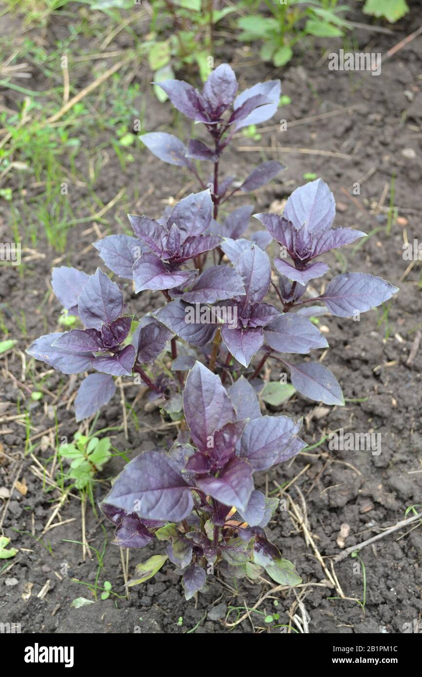 Aromatic herbs. Spices in the natural environment. Basil. Ocimum ...