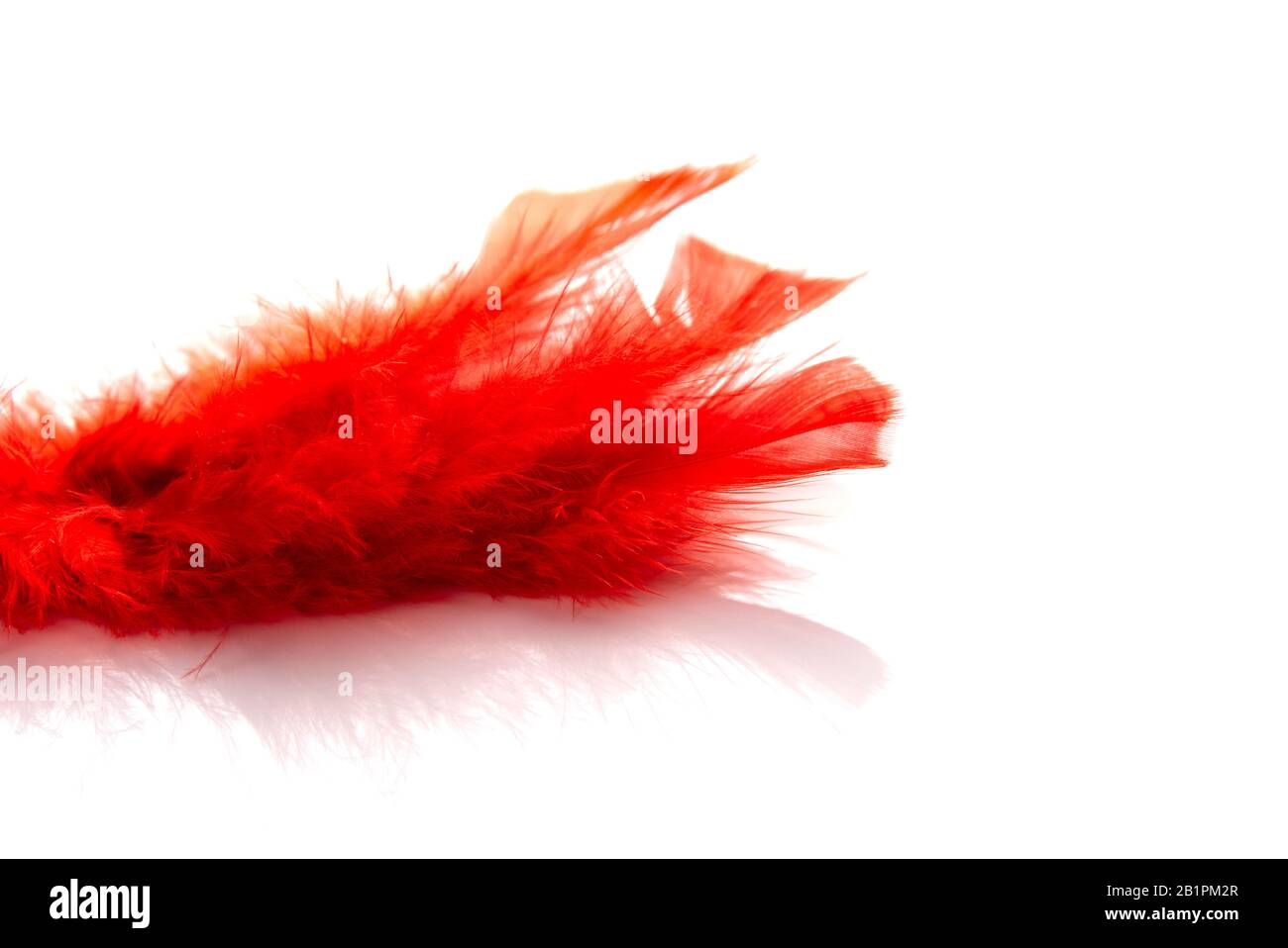 Feather boa isolated on white hi-res stock photography and images - Alamy