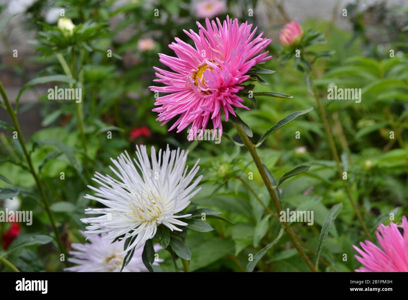 Summer days. Autumn flowers. A flower bed. Pink and white asters