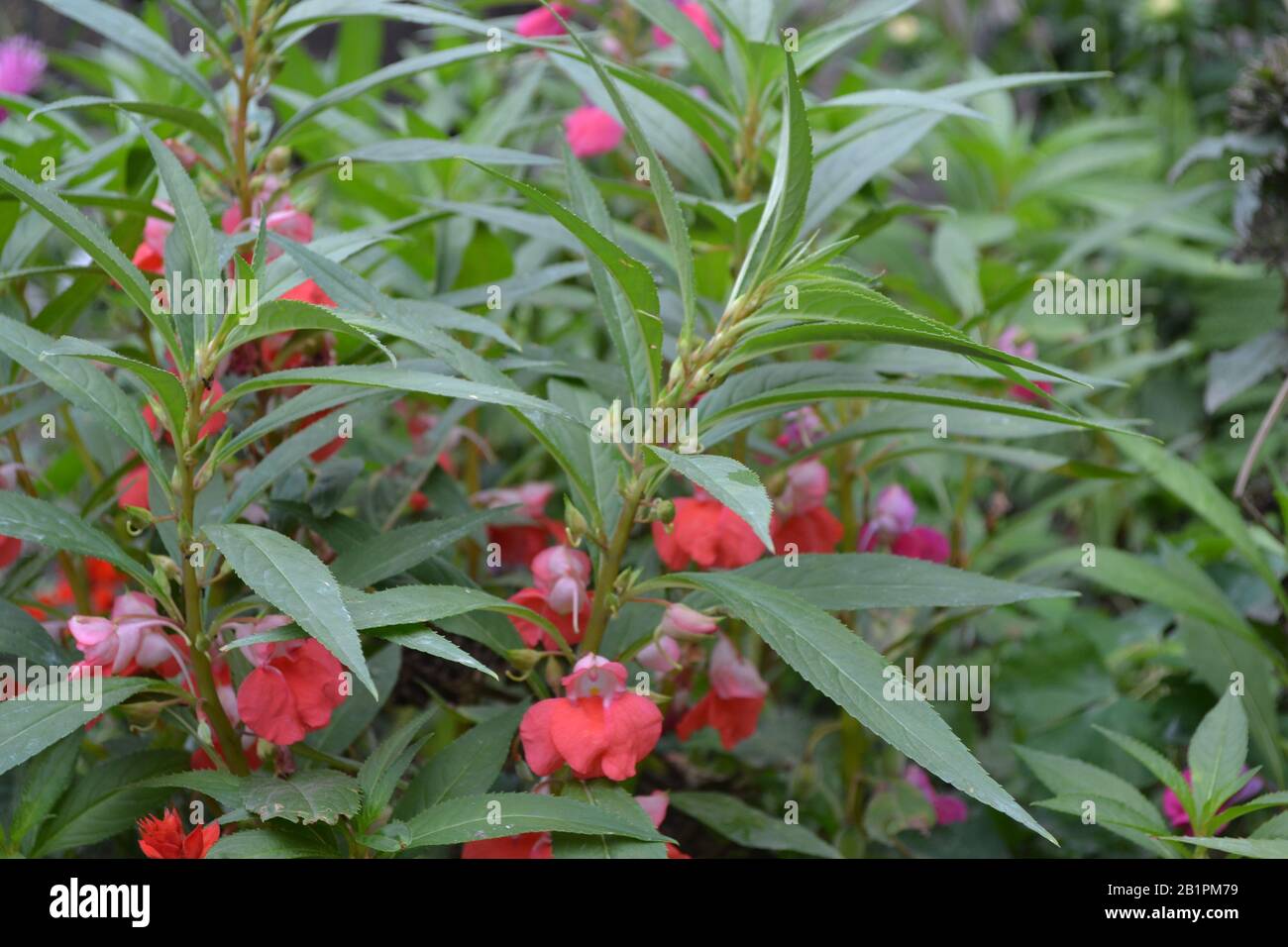 Balsam. Balsaminaceae. Impatiens. House flowerbed. Pink delicate flowers. Horizontal Stock Photo