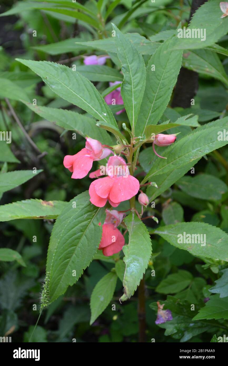 Balsam. Balsaminaceae. Impatiens. House flowerbed. Pink delicate flowers. Vertical photo Stock Photo