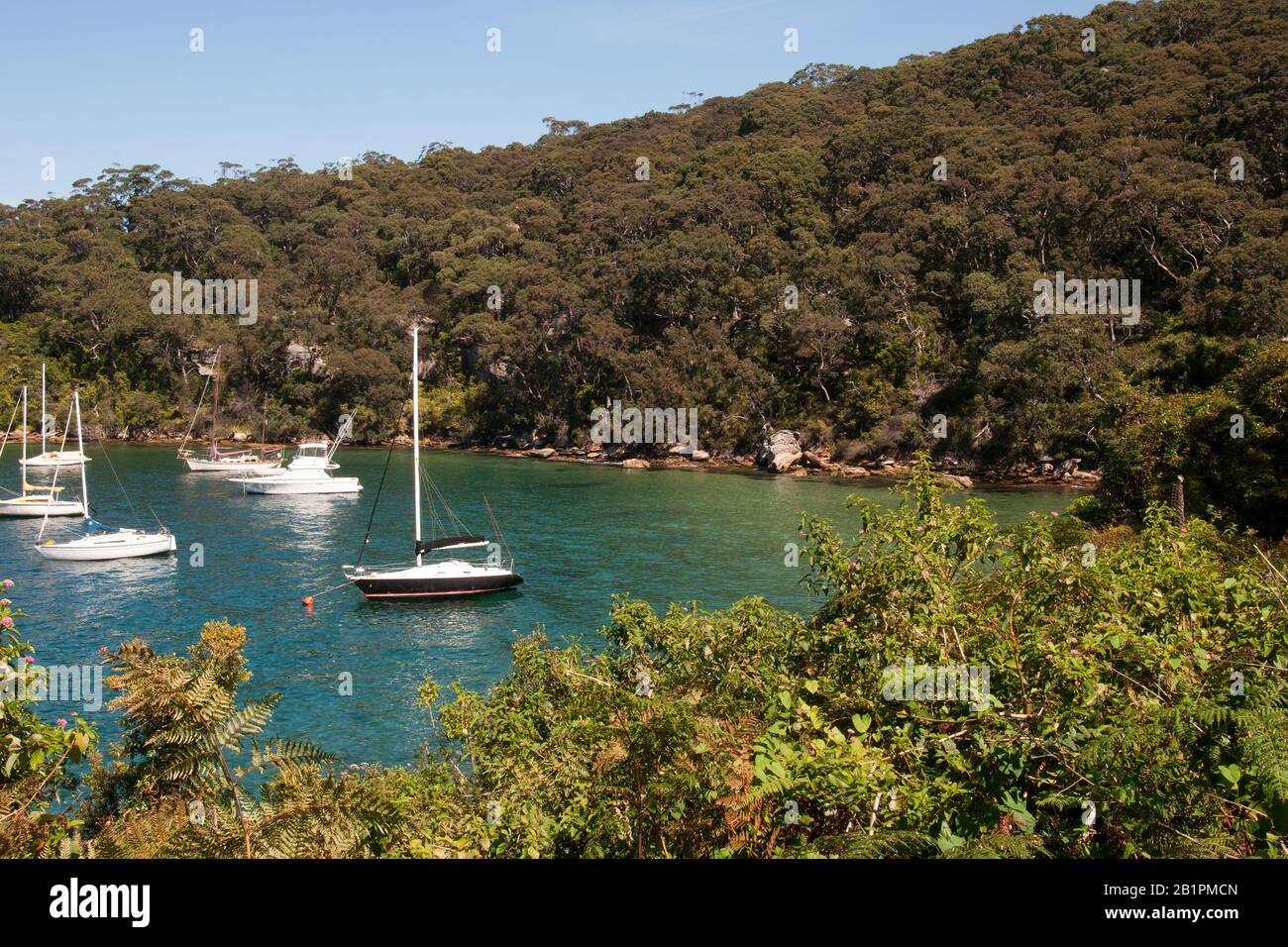 Taylors Bay High Resolution Stock Photography And Images Alamy