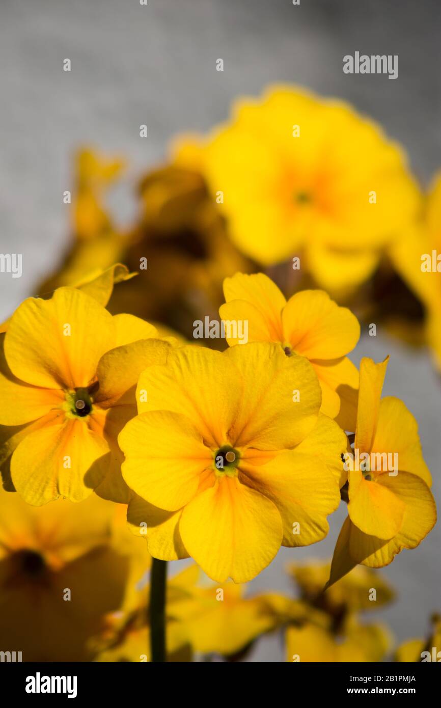 closeup of blooming yellow Erysimum wallflower with nice bokeh blurry background Stock Photo
