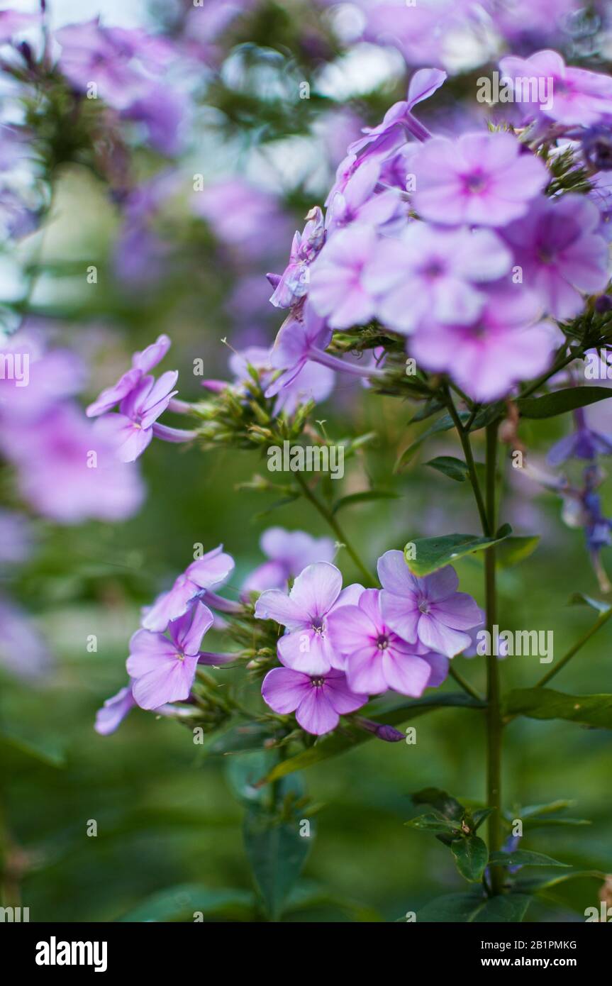 closeup of blooming purple phlox with nice bokeh blurry background Stock Photo