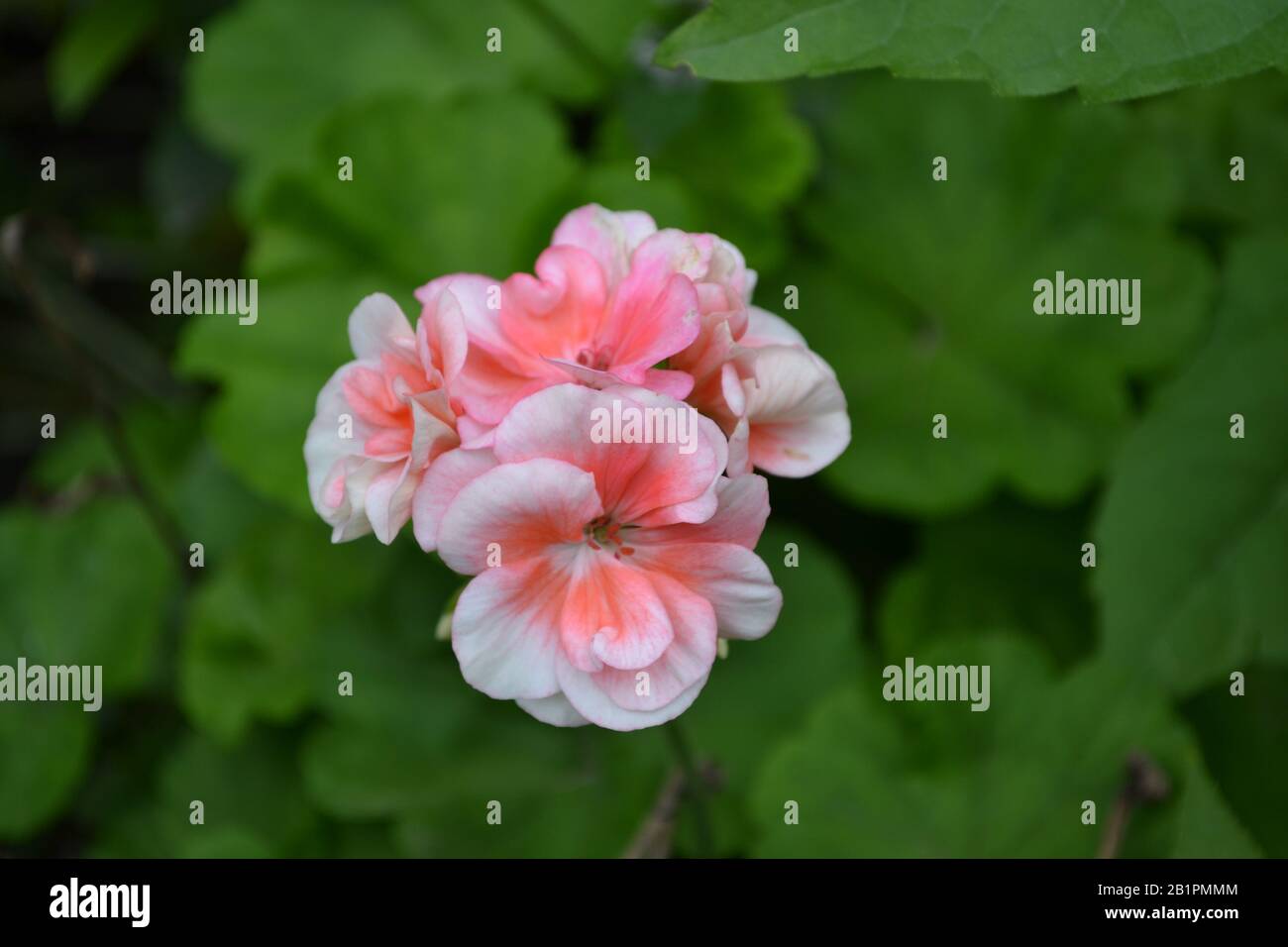 Geranium Pink Grade Appleblossom Rosebud Pelargonium Flowerbed Garden Plants House Plants Beautiful Inflorescence Green Leaves Horizontal Phot Stock Photo Alamy Geranium Pink Grade Appleblossom Rosebud Pelargonium Flowerbed Garden Plants House Plants Beautiful Inflorescence Green Leaves Horizontal Phot Stock Photo Alamy