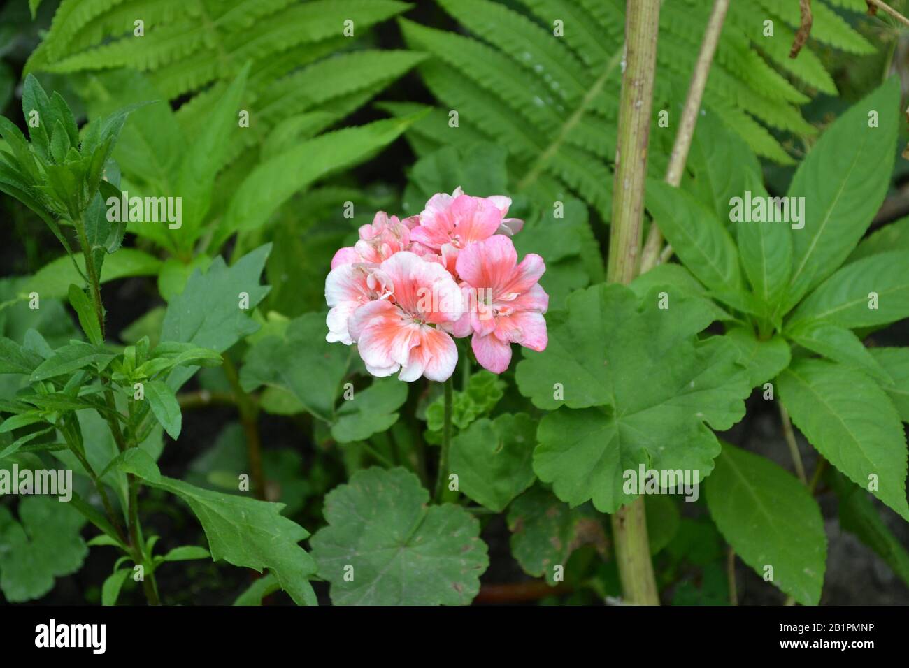 Geranium Pink Grade Appleblossom Rosebud Pelargonium Flowerbed Garden Plants House Plants Beautiful Inflorescence Green Leaves Summer Horizon Stock Photo Alamy Geranium Pink Grade Appleblossom Rosebud Pelargonium Flowerbed Garden Plants House Plants Beautiful Inflorescence Green Leaves Summer Horizon Stock Photo Alamy