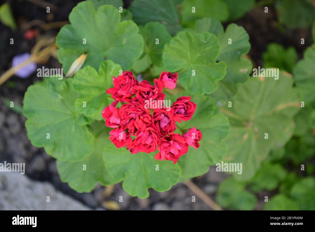 Geranium red. Grade Rosebud Supreme. Pelargonium. Flowerbed. Garden plants.  House plants. Beautiful inflorescence. Green leaves. Summer day. Horizonta  Stock Photo - Alamy