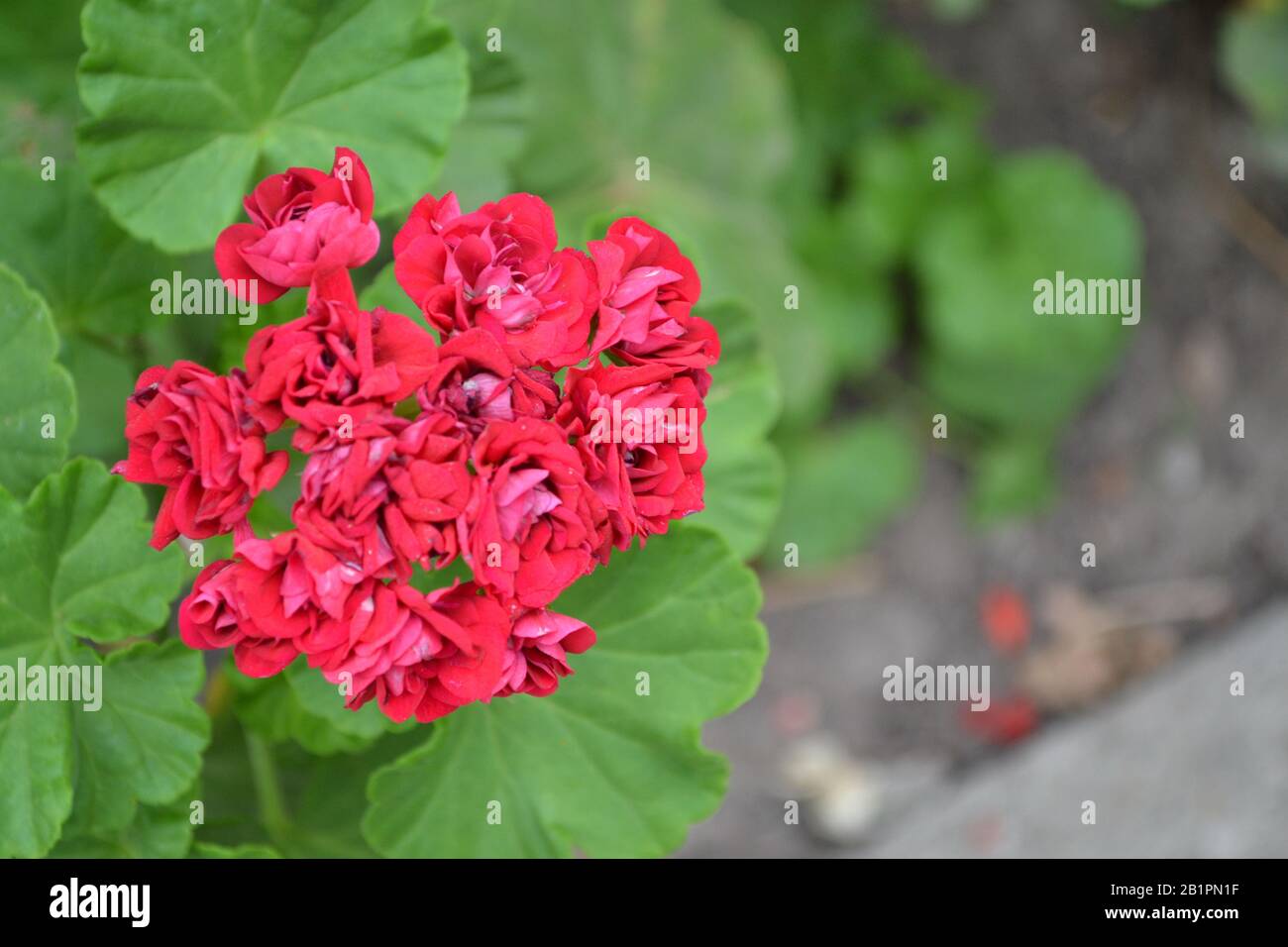 Geranium red. Grade Rosebud Supreme. Pelargonium. Flowerbed. Garden plants.  House plants. Horizontal Stock Photo - Alamy