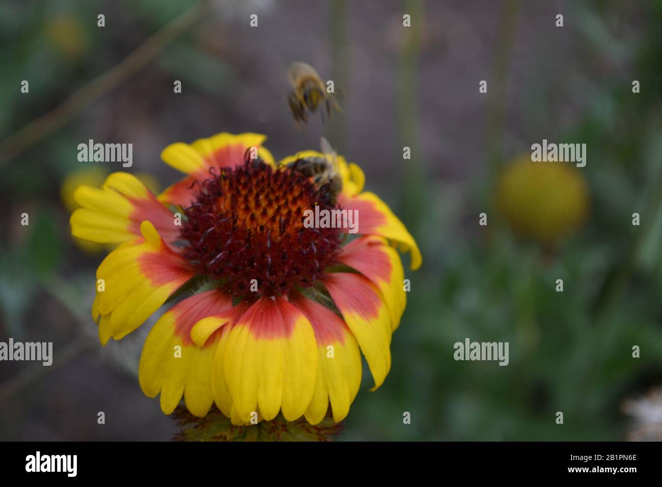 Gaillardia. G. hybrida Fanfare. A bee on a flower. Summer days. Flowerbed with flowers. Green leaves. Bright yellow flowers. Horizontal Stock Photo